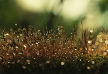 Morning Dew On The Moss