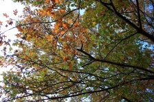 Rust-orange Autumn Leaves
