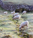 Sheep On A Frosty Morning