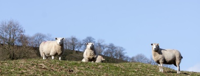 Sheep On The Hill