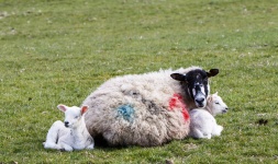 Sheep With Lambs