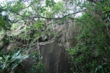 Sheer Rock With Vegetation