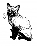 Siamese Cat Illustration Clipart
