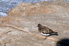Sparrow At The Ocean