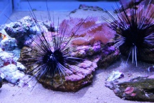 Spiny Anemone In Aquarium
