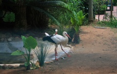 Stork Bird