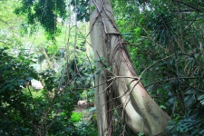 Subtropical Tree And Foliage