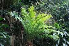 Subtropical Vegetation 2