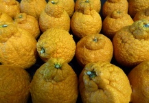 Sumo Mandarins Citrus Fruits