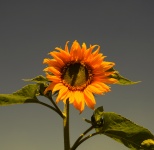 Sunflower With Eerie Sky