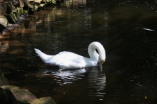 Swan Preening Feathers