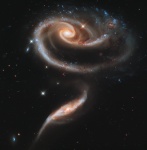 The Rose Shaped Galaxies