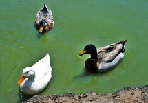Three Ducks In The Water