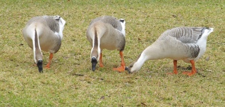 Three Feeding Canadian Geese
