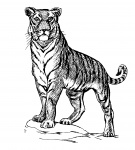 Tiger Illustration Clipart