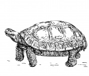 Tortoise Illustration Clipart