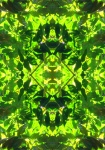 Translucent Leaf Repeat Pattern