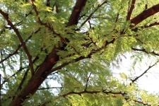 Tree With Compound Leaves
