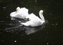 Two White Swans On A Pond