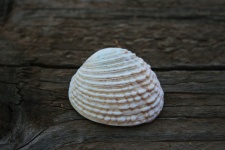 White Clam Shell 2