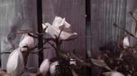 White Rose In Mauve