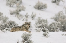 Wolf Resting In Winter