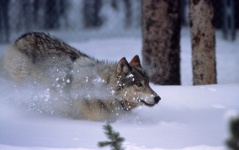 Wolf Running In Snow