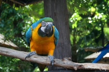 Yellow And Blue Macaw Parrot 3