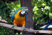 Yellow And Blue Macaw Parrot 4
