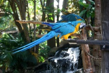 Yellow And Blue Macaw Parrot 5
