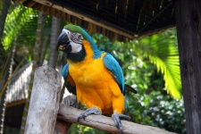 Yellow And Blue Macaw Parrot