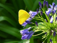 Yellow Butterfly On Purple Flowers