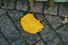 Yellow Leaf On Paving