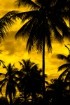 Yellow Palm Tree Silhouette