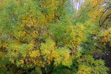 Yellowing Leaves On Tree