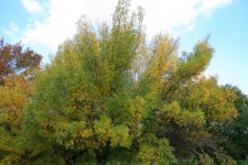 Yellowing Tree In Autumn