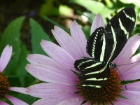 Zebra Butterfly