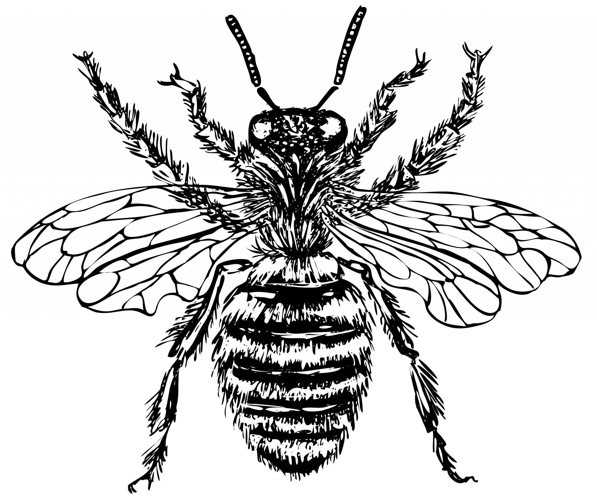 Bee Illustration Clipart