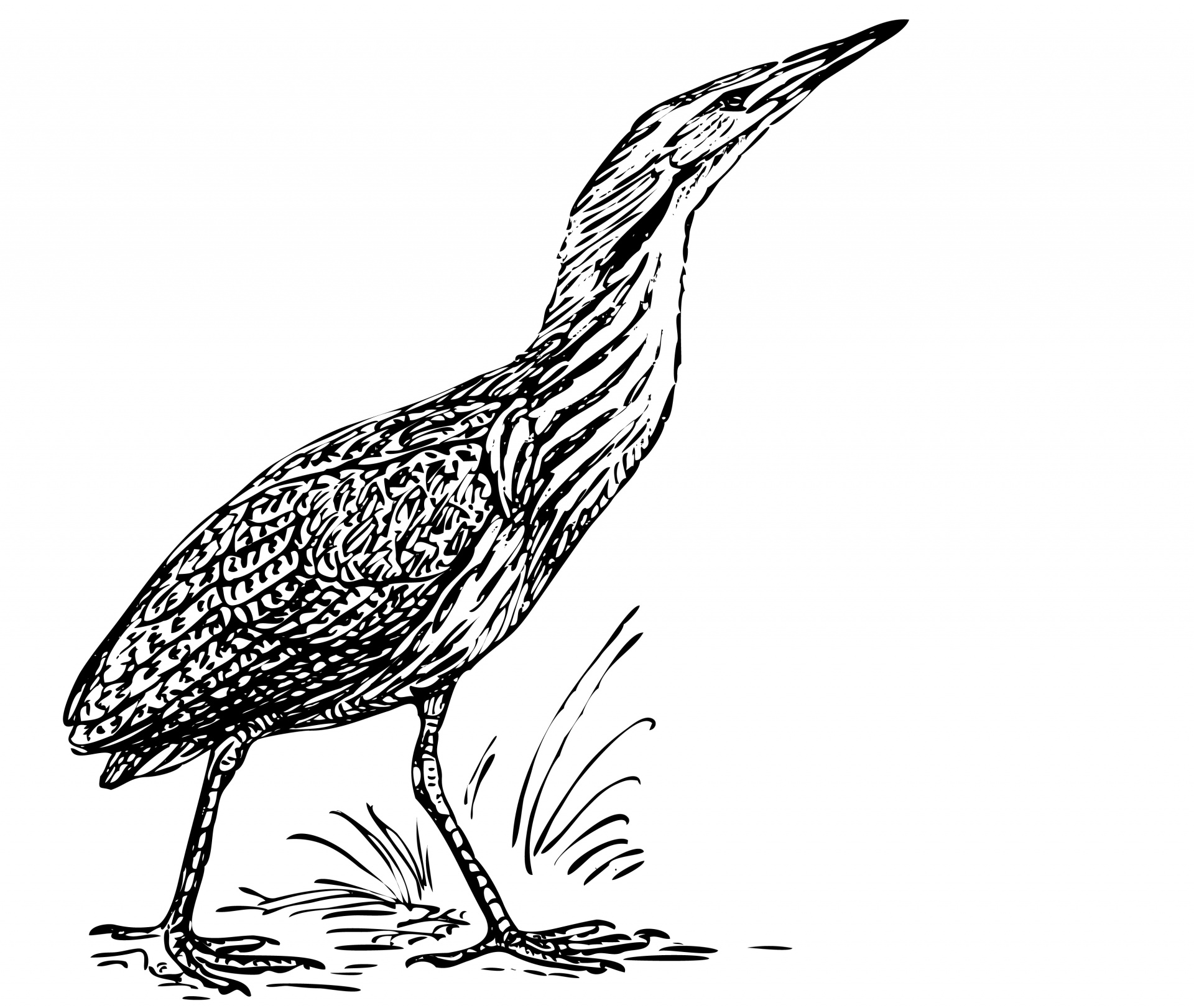 Bird, Bittern Illustration Clipart