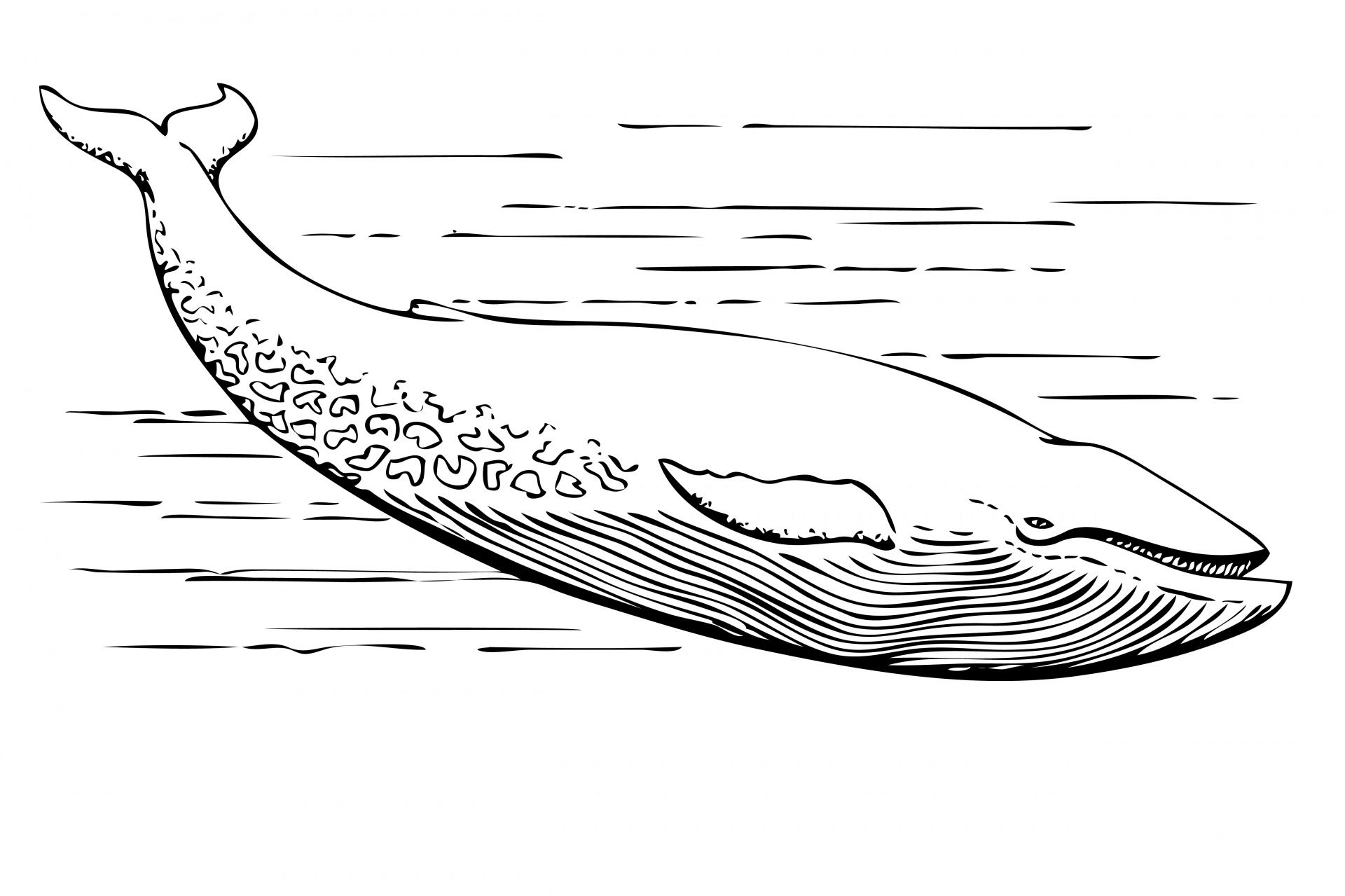 Blue Whale Illustration Clipart