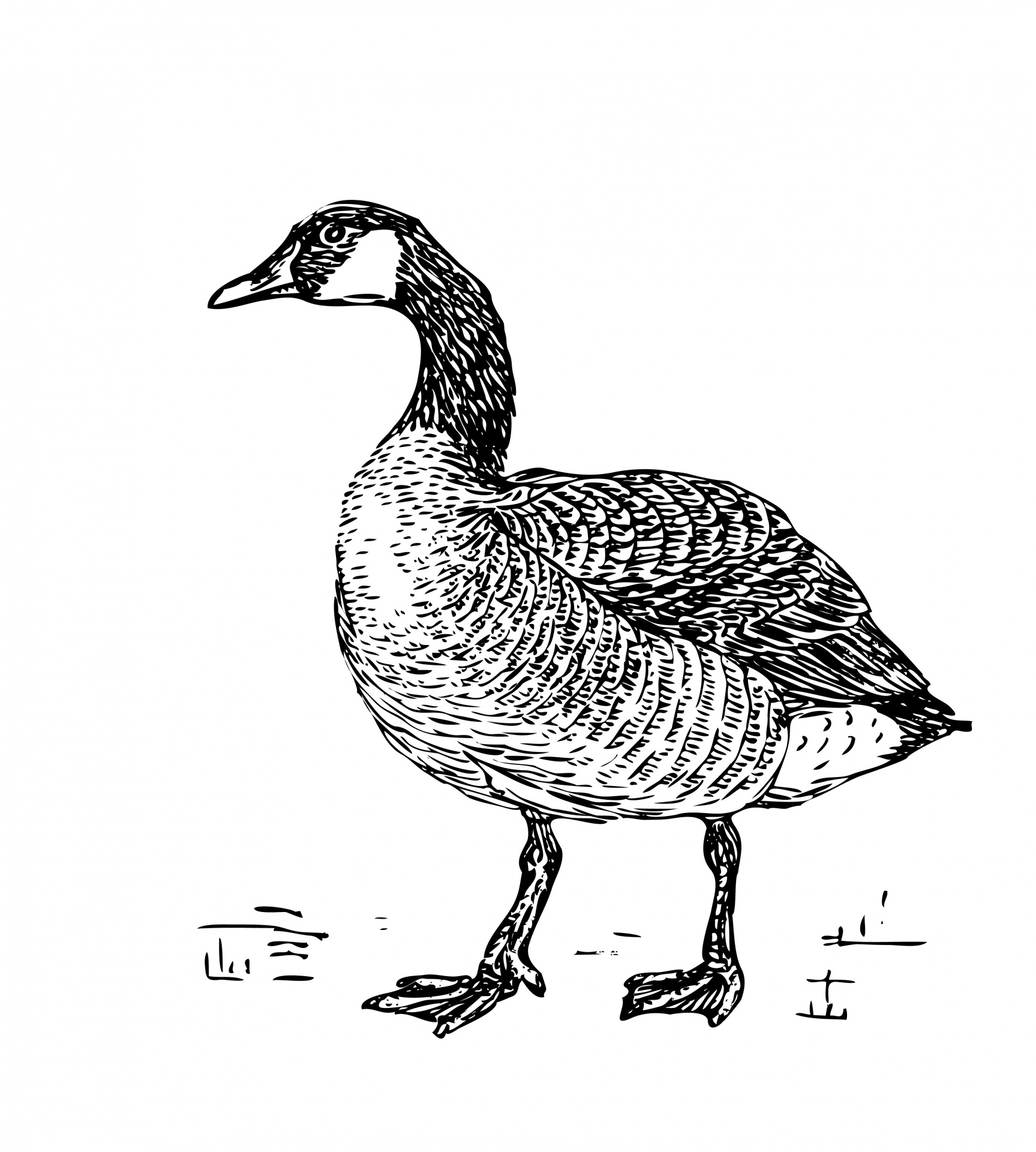 Canada Goose Clipart