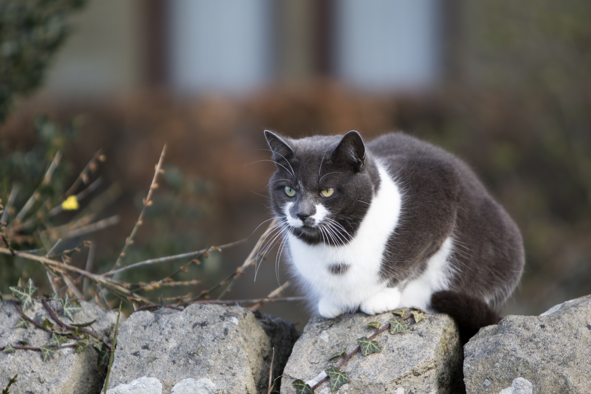 Grey and white cat on wall with one yellow eye and one green eye