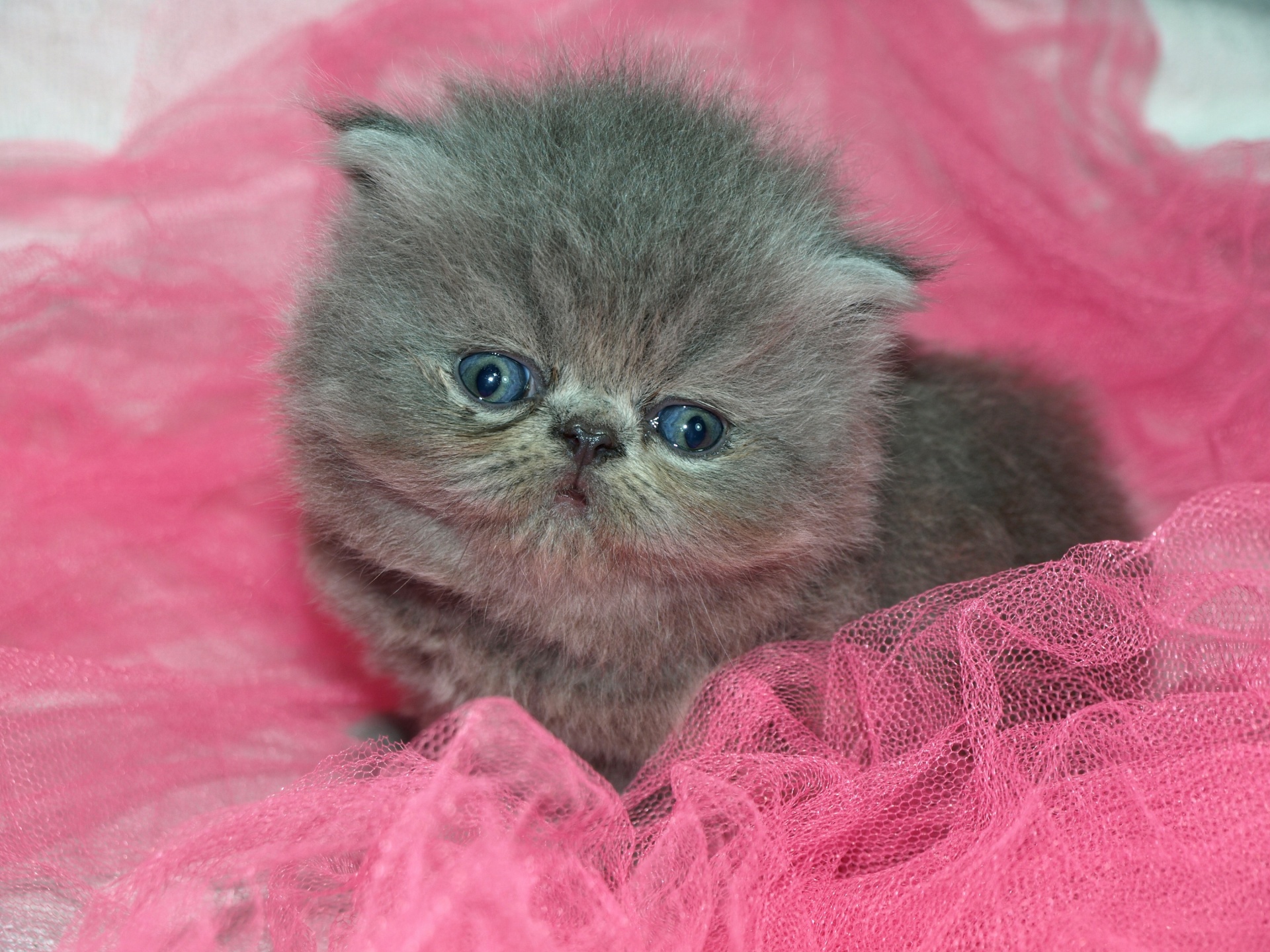 cute kitten blue-gray eyes, sweet and loyal friend
