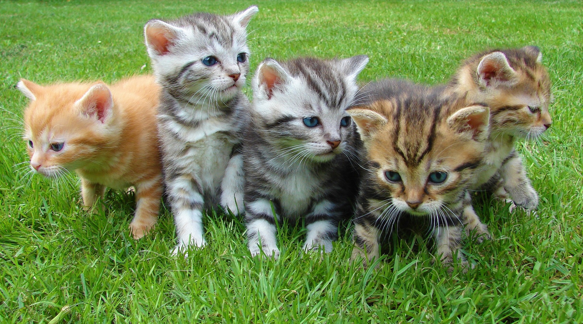 Kittens, Cute, Curious, Nature, Countryside, Cats Wallpaper, Background
