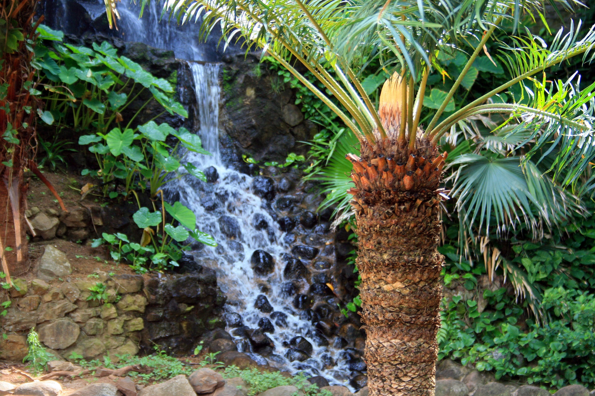 Cycad With Waterfall