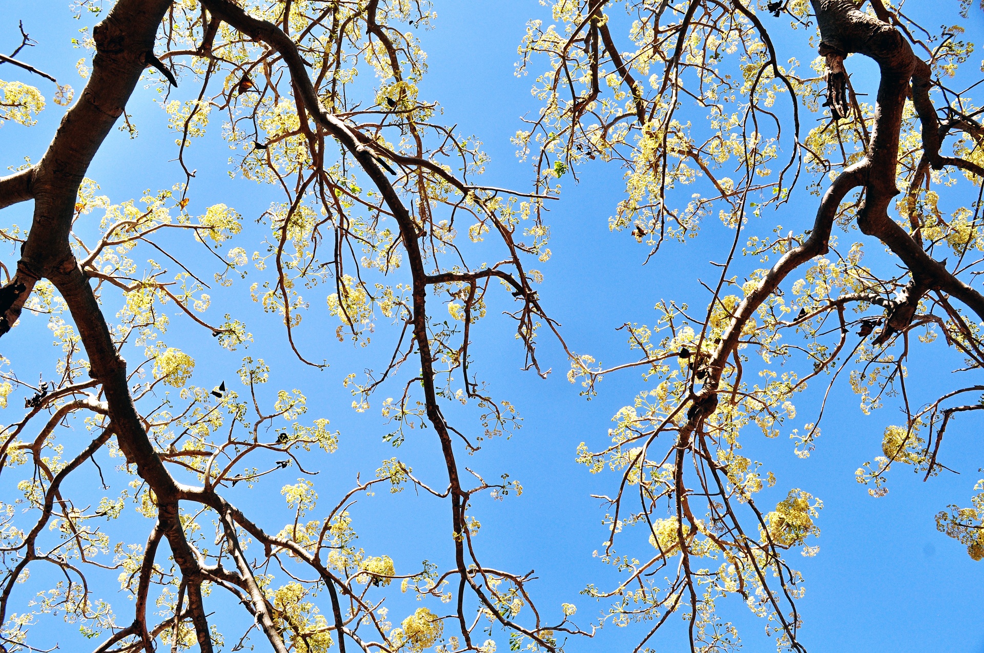 Flowering branches of a tree hanging downward