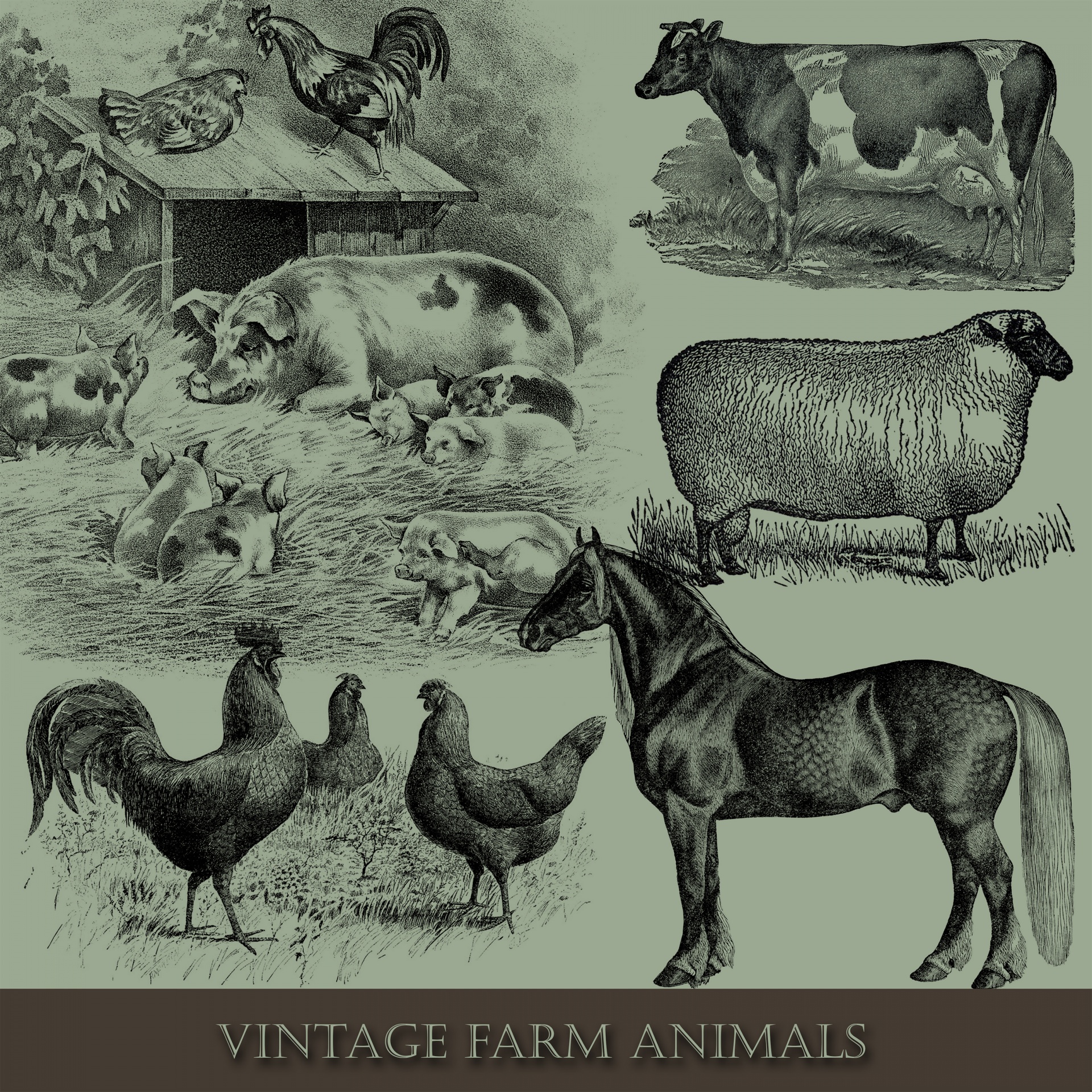 Set of vintage farm animal illustrations