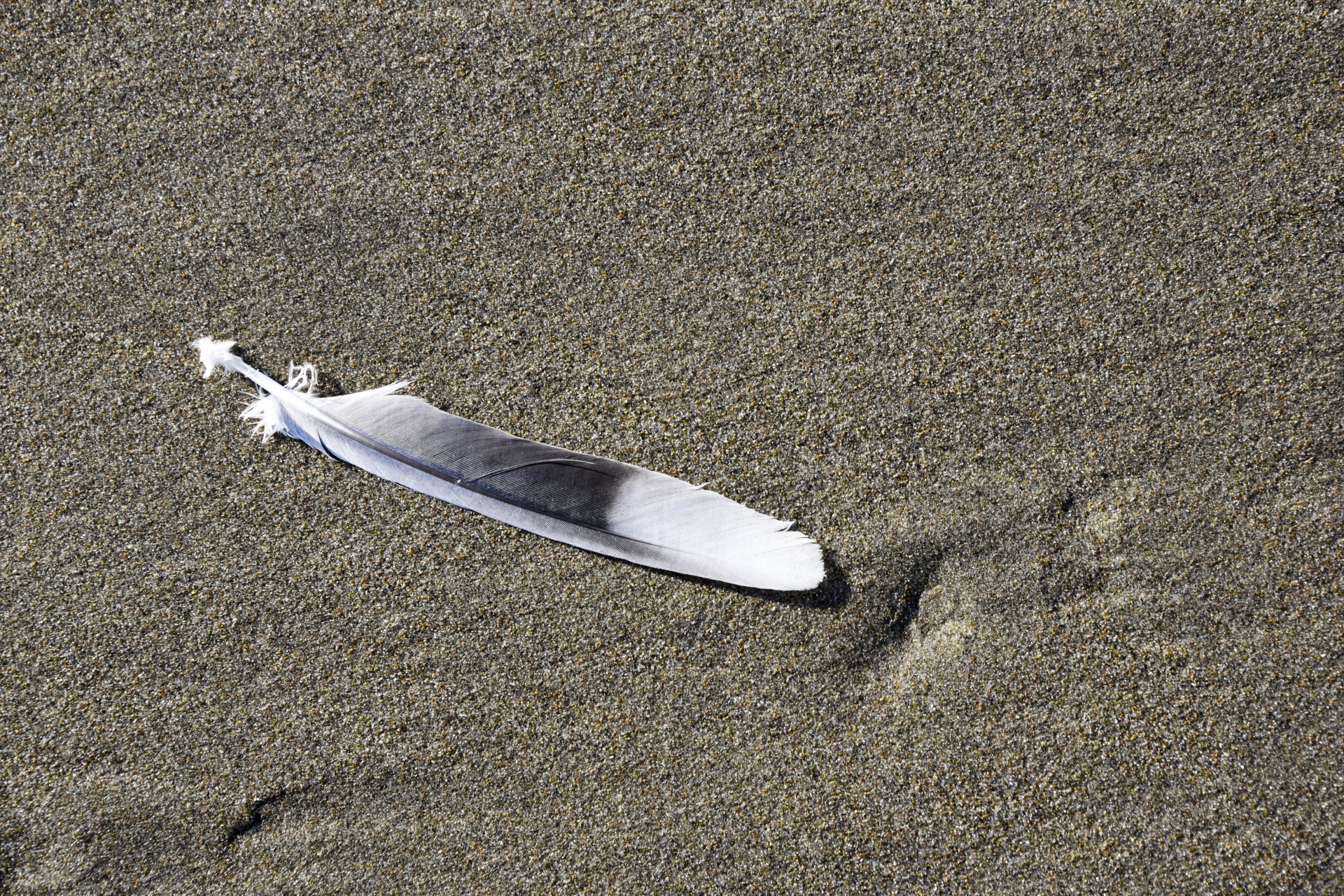 Feather And Sand