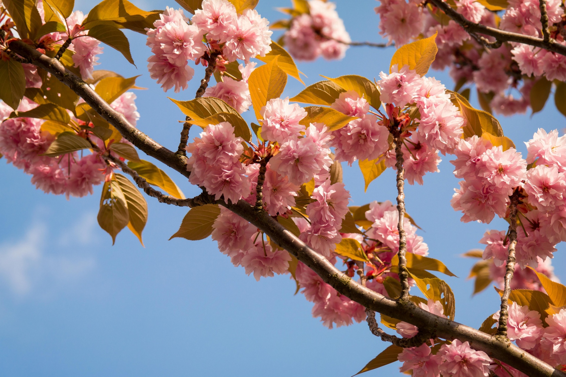 Cherry Blossom, Sakura, Cherry Blossom, Japan, Wallpaper, Background, Nature, Decoration, Flowers