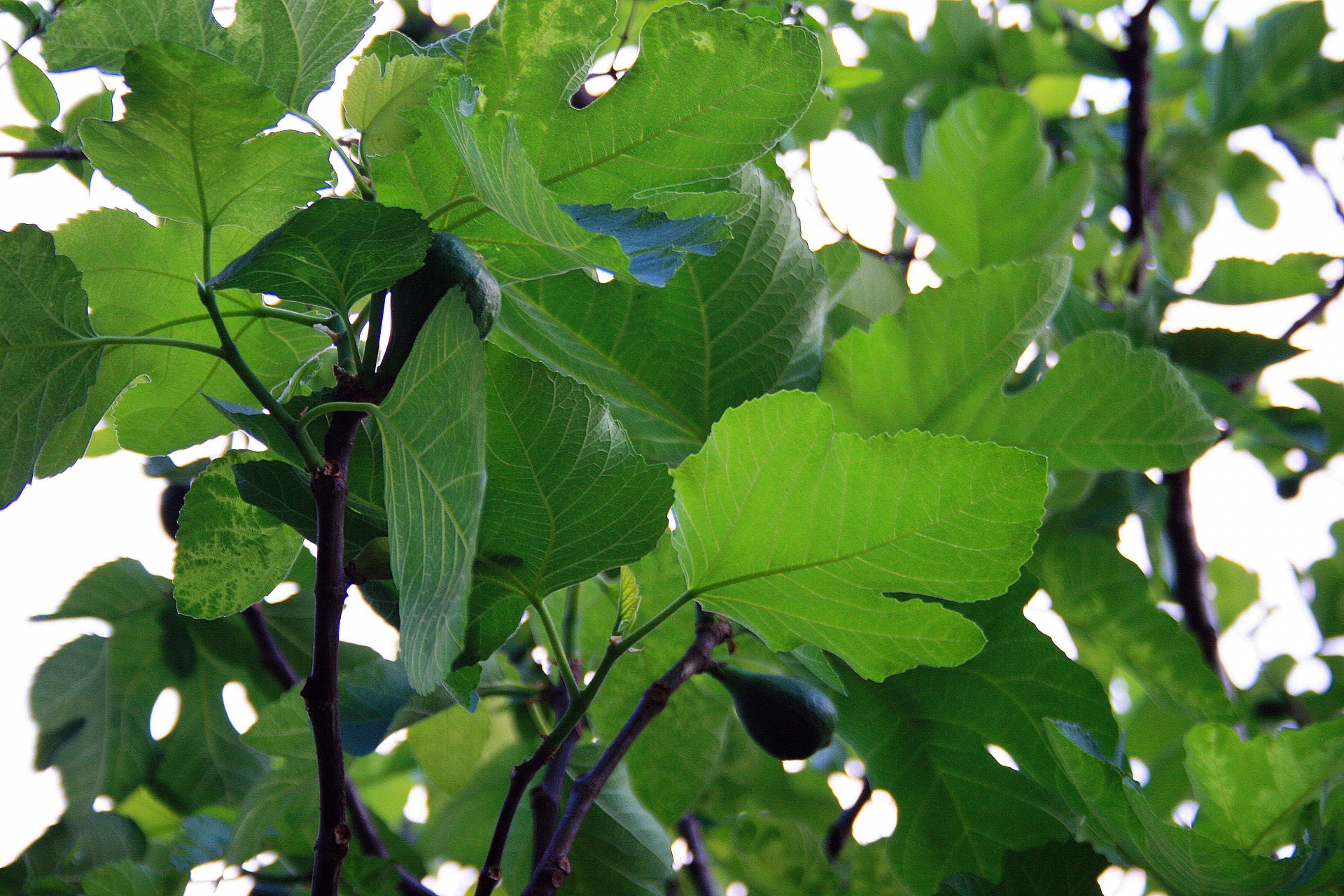 Green Fig Leaves
